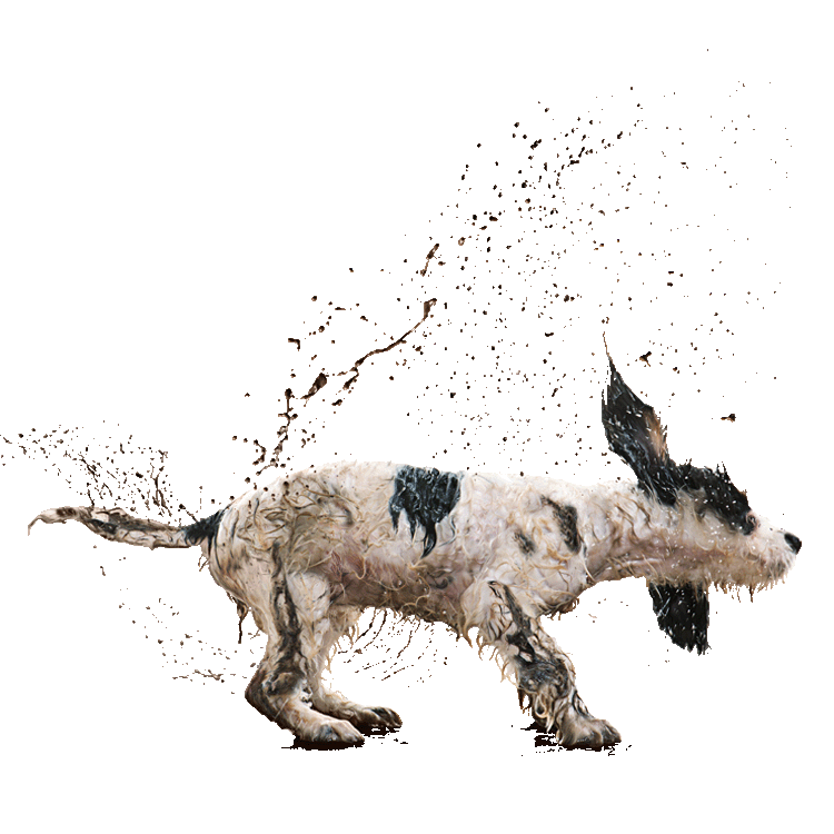 Dog shaking mud and water